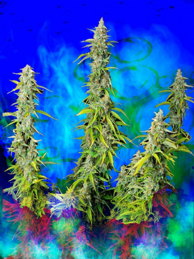 Resinous Star Fucker OG Automatic