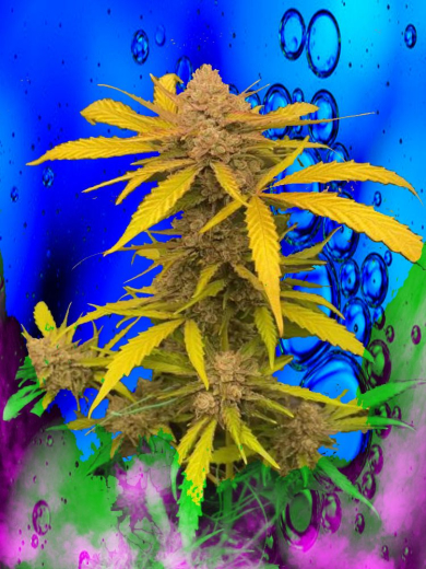 Cosmic Cookie Crunch#4