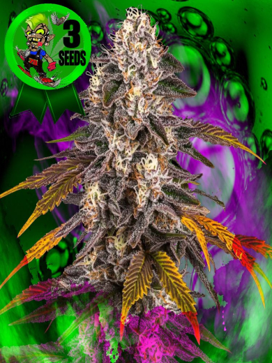 African Dream Maschine African Dream Maschine