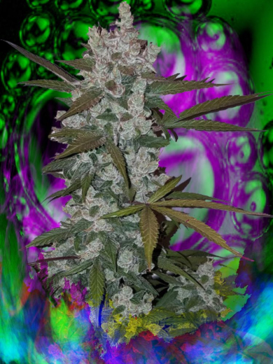 African Dream Maschine