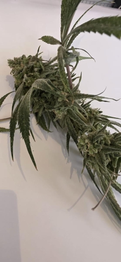 African Dream Maschine