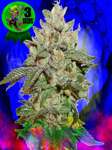 Chief Rocka#No.1 Chief Rocka#No.1