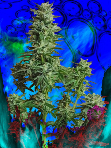 Kooky Mangomaster XXX