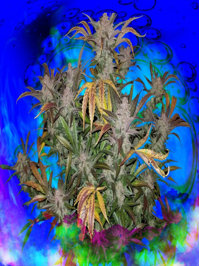 Sweet Devil`s Joyride