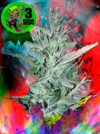 Tropic Swoop Automatic Tropic Swoop Automatic