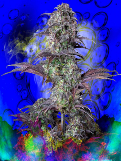 Tropic Swoop Automatic