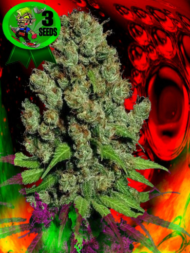 Sun Rider OG Sun Rider OG