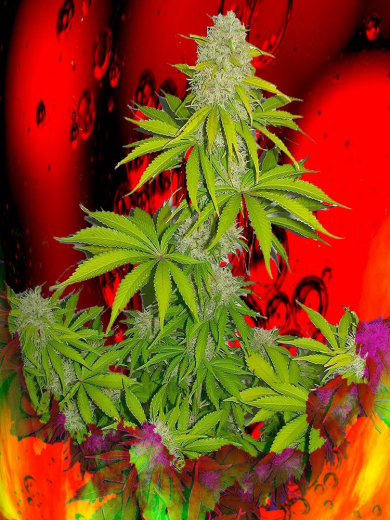 Funky Monkey Hustler XXL