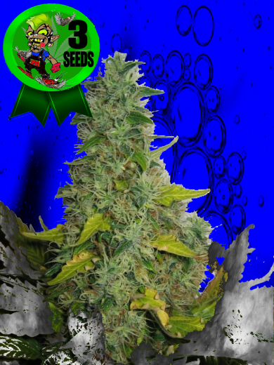 Woodstock Wizard Woodstock Wizard