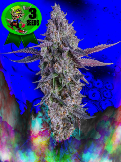 Sugar Bunny XXL Sugar Bunny XXL