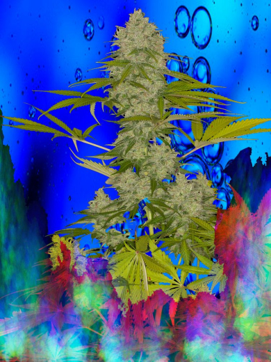 NC9 Nicky´s Cloud Nine