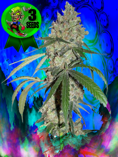 Black Sticky Choc X1 Black Sticky Choc X1