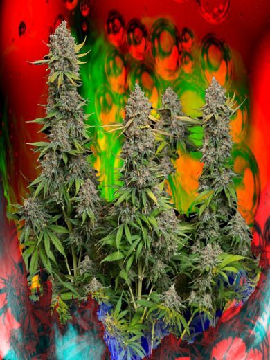 Black Sticky Choc X1