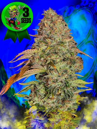 Tropic Brainswirl XL Tropic Brainswirl XL