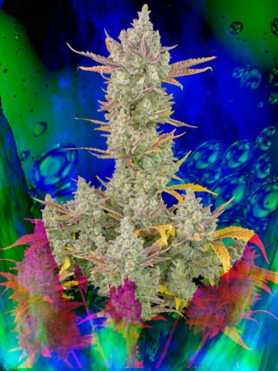 Tropic Brainswirl XL