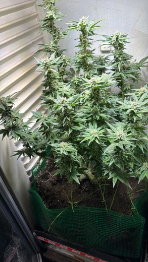 Tropic Brainswirl XL