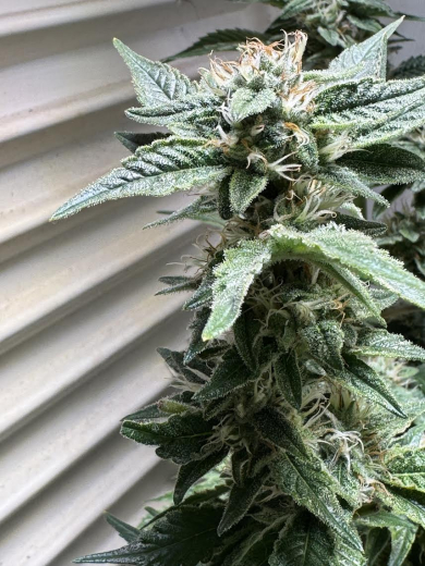 Tropic Brainswirl XL