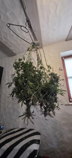 Tropic Brainswirl XL